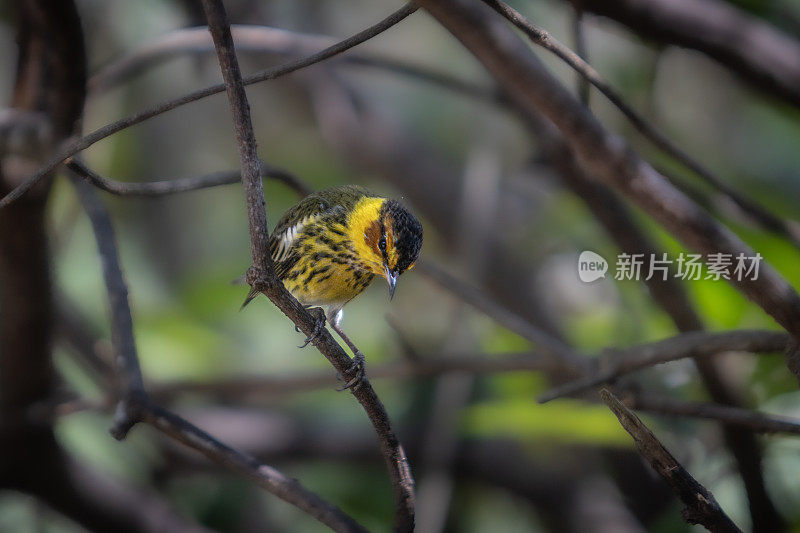 五月角莺，Bijirita Atigrada， (Dendroica tigrina)， Paruline tigracei。